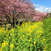 数キロの桜のトンネルは圧巻です。