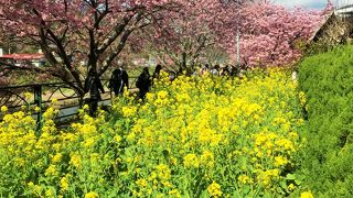 数キロの桜のトンネルは圧巻です。