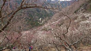 梅林最高地点からの眺めは最高です。