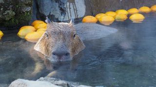 元祖温泉カビパラがいる動物園