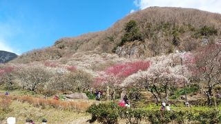 ふもとの梅林と真鶴半島の眺め