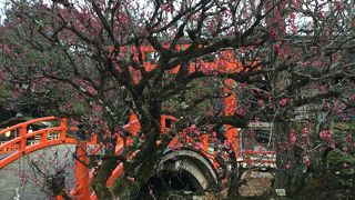 御手洗川にかかる橋に紅梅麗しく