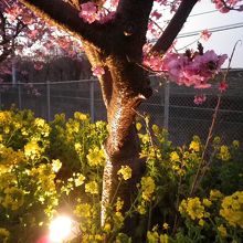 夜はライトアップ