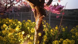 今年も桜の季節