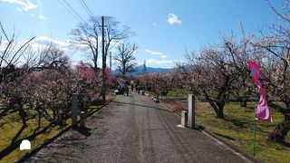 広いエリアに梅林があり、見ごたえがあった