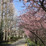 今河津桜がきれいです