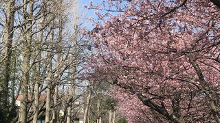 今河津桜がきれいです