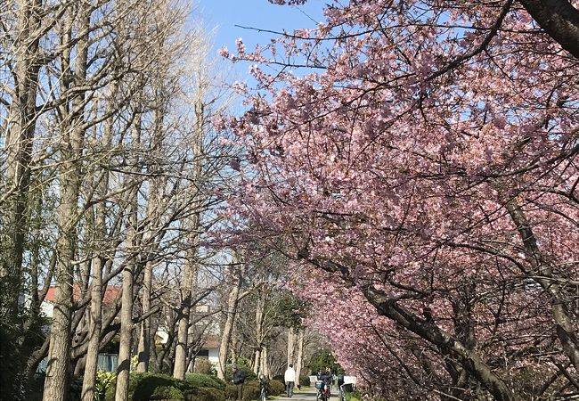 今河津桜がきれいです