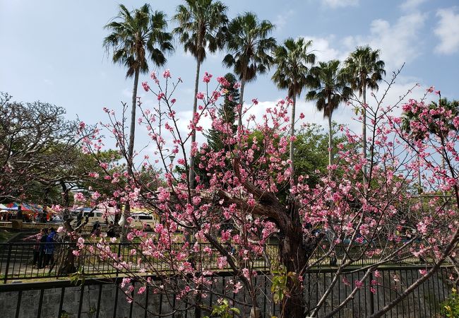 与儀公園 クチコミ アクセス 営業時間 那覇 フォートラベル