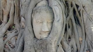 木に包まれた仏頭!