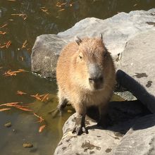 カピバラの子ども