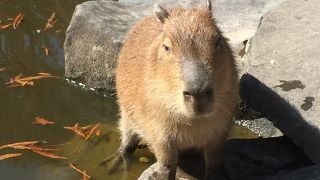 動物との距離が近い