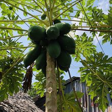 大きなパパイヤ