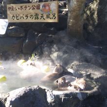 伊豆シャボテン動物公園