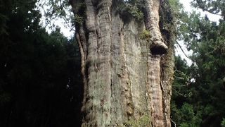 キリスト様より前からある樹齢2700年の水山巨木があります！