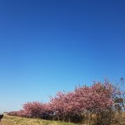 2月23日河津桜が満開でした。