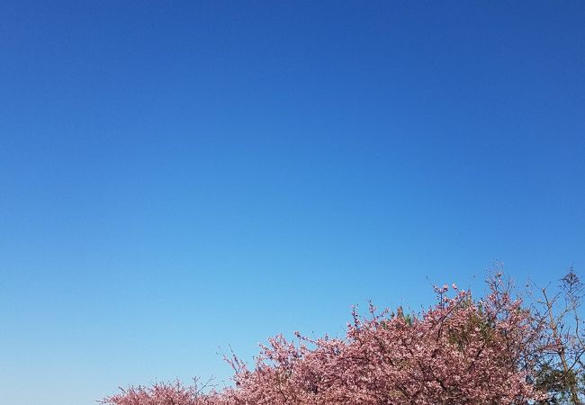 2月23日河津桜が満開でした。