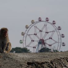 ニホンザルと観覧車