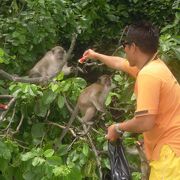 海上を泳いで船に近づいて、目立って餌をもらう頭の良い猿もいました。