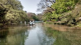 池の水面には、多くの桜の花びら