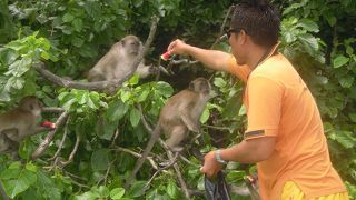 海上を泳いで船に近づいて、目立って餌をもらう頭の良い猿もいました。