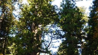 杉の木に囲まれている！