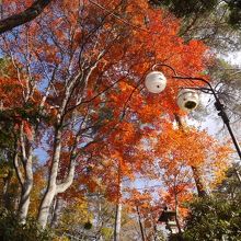 見上げれば紅葉が！