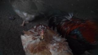 ニワトリ好きにおすすめ。