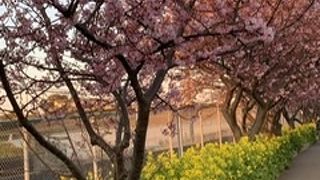 ひと足早く春を感じに