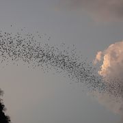 夕方のコウモリ洞窟が人気