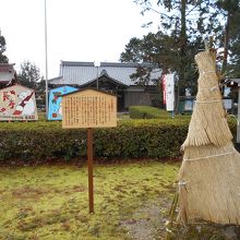 藤樹手植えのチシャの木