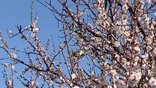 梅がきれいに咲いていました。