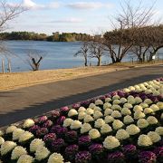 もうすぐ桜の時期