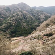 小高い場所から展望