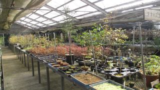野生植物園も付属しています。