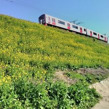 2車両の電車と綺麗な菜の花