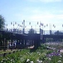 あやめがきれいです