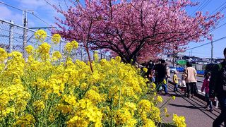 今年は暖冬でもう終盤