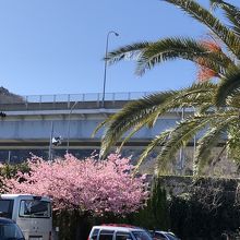 河津桜がきれいに咲いていました。