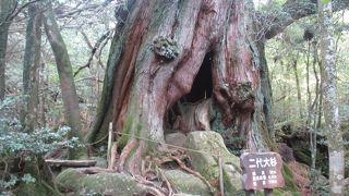 二代大杉は見応え充分でした。