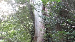 太～い！です。