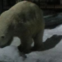 冬の夜間でも雪を食べながら元気に過ごすシロクマさんの様子