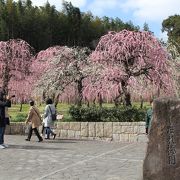 綺麗なしだれ梅を見に行きました。