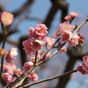 近くて中々行かれなかった梅を見に岡崎南公園に行って来ました。