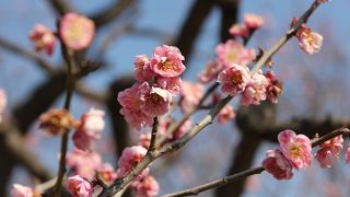 近くて中々行かれなかった梅を見に岡崎南公園に行って来ました。