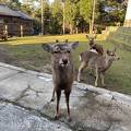 奈良公園内の格安ゲストハウス