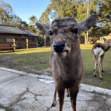 鹿はとても人懐こいけど、注意してね