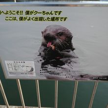 「クーちゃん｣を探せ！