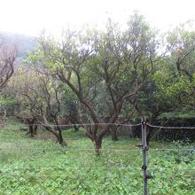 収穫の終わったタンカン果樹園