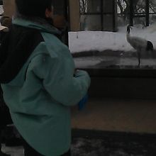 一羽だけのタンチョウ舎にて寂しげな解説をして下さいました。